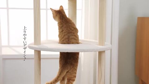 アンテーク　気品たかい猫　　中古 soukai_52742354408