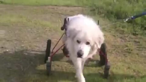 楽天市場】【1カ月レンタル延長】4輪の犬の車椅子 K9カート 楽天市場】【1カ月レンタル延長】4輪の犬の車椅子 K9カート