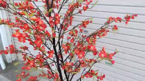 梅の木 梅/うめ・百花のさきがけ 鬼除けの花・Horizon」銘木ボールペン
