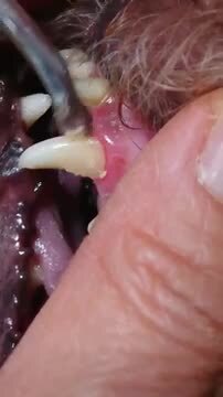 楽天市場 犬 猫 歯石取り 歯石除去 歯磨き プッシャー 1本 歯石 歯石取り 自分で 犬の歯磨き おうちケア 歯石を取る道具 犬の歯石 除去歯磨き キュレット