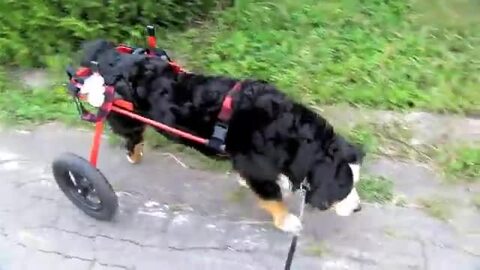 楽天市場】【試乗車あり】犬の車椅子 K9カート後脚サポート L(30〜46kg