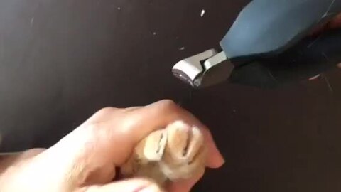 楽天市場】猫にストレスが少ない 爪切り 猫専用 SUWADA [ ねこず
