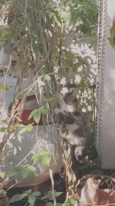 楽天市場 | 猫好き猫グッズの店 キャットノワ - 猫モチーフ