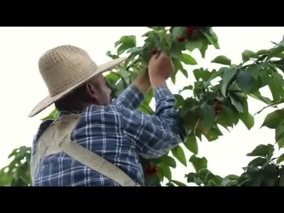 楽天市場】予約 アメリカンチェリー オービル農園 GEE WHIZ 大粒