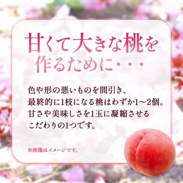 楽天市場】【ふるさと納税】 あら川の桃 約2kg 5-6玉 山名農園 《2024