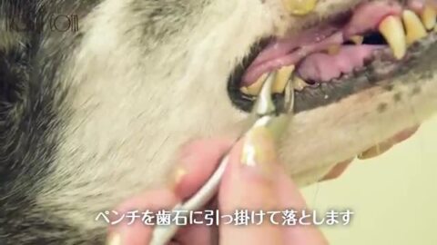 楽天市場】帝塚山ハウンドカム 歯石取りペンチ 犬用 猫用 ステンレス 