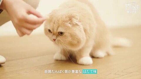 Plact プラクト ねこちゃんの 健康ケア乾しカマ まぐろ味 12g