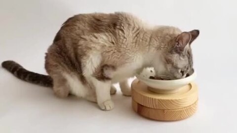 楽天市場】猫 食器台 餌台 まんま台 セパレート ひっくり返ら