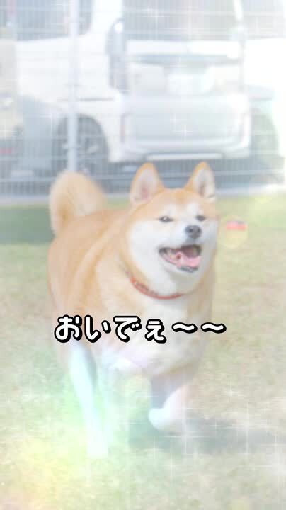 楽天市場】お試しセット wanfoo ラブガド(ウサギ肉タイプ