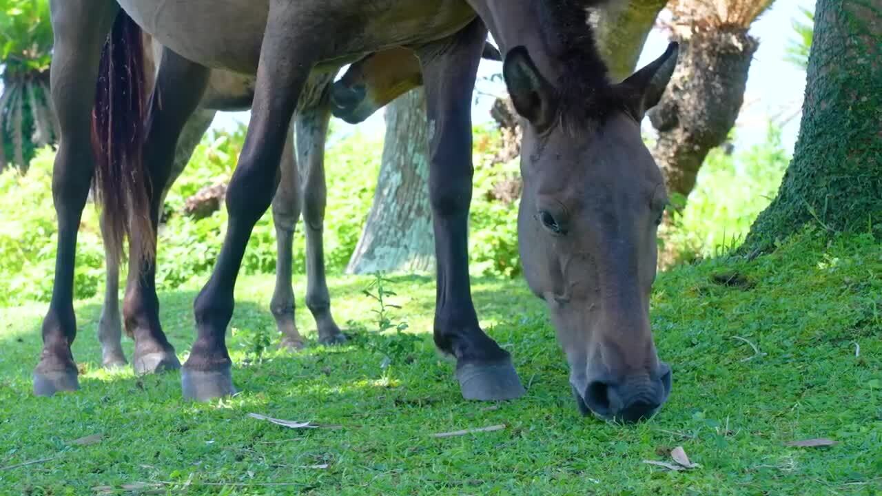 楽天市場】【ふるさと納税】驚きの果実感！グァバ・パッション