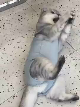 楽天市場】【最大1000円クーポンあり】猫よけ対策 猫撃退 ネコよ