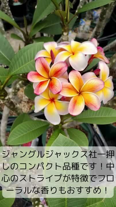 『#Tipanie』 #ティパニエ #プルメリア 楽天市場】◇花芽付き◇ ＼安心の越冬株／ 特別セレクト