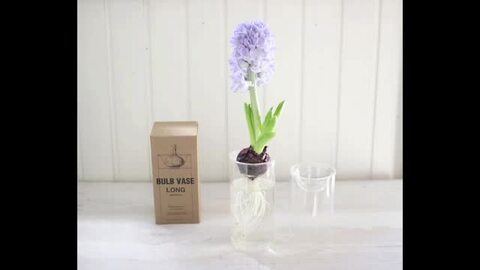 いけビィ様　ブルーベリー2鉢セット ZETAⅣ土屋圭市スペシャルエディションモデルブラック&グリーン