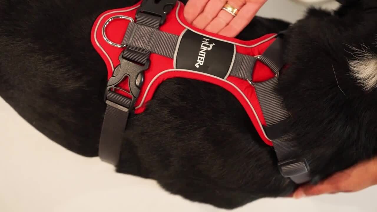 楽天市場】ハンター 犬用 ハーネス ディヴォ 34-47/XS 超小型犬