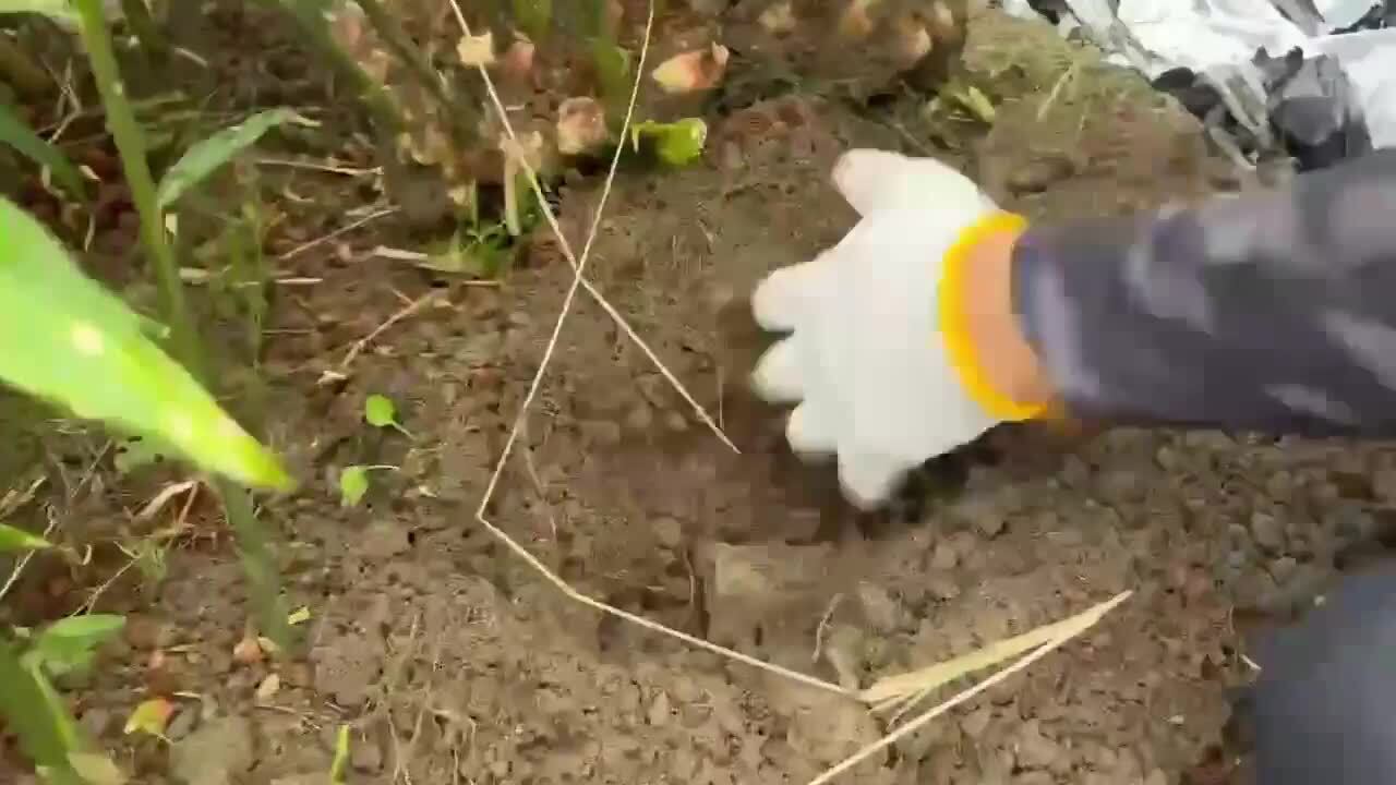 Masa plant 高知県産 生姜 しょうが B品 10kg 楽天市場】【窪川産直】 無農薬 親生姜 しょうが 生姜 1kg 2kg