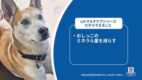 楽天市場】[クーポン利用で20%OFF] 犬用 c/d マルチケアチキン＆野菜