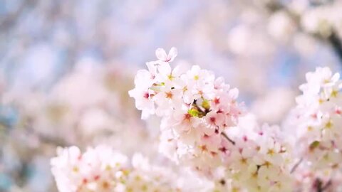 レア❣️観音睡蓮花天珠とパープルマイカ❣️16.5 水蓮花天珠（すいれんかてんじゅ） 至純 S-SS 天珠/曼荼羅/仏画
