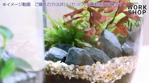 楽天市場】（観葉植物）動画で作る 体験キット０５ ハンギングボード