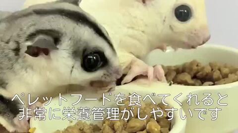 モモンガフード　パウダーフード600g & ポーチ umamiフード 150g 旨味モモンガフード Pets＆Humans Support
