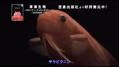 楽天ブックス: 深海生物（ゆかいでヘンテコないきもの） - 石垣幸二 - 9784773087901 : 本