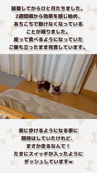 楽天市場】【公式】TUNERSアニマル 犬 首輪 健康 ヘルニア 楽天市場】【公式】TUNERSアニマル 犬 首輪 健康 ヘルニア