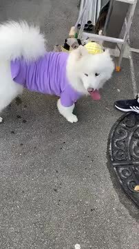 楽天市場】送料無料 大型犬 服 犬 秋冬 服 綿100％ Tシャツ 無地