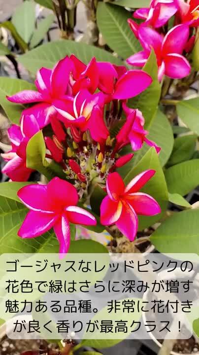 楽天市場】プルメリア ピンクジャック Aグレード苗 5号鉢