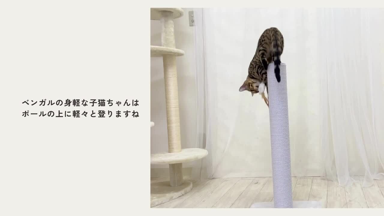 TYO キャンペーンオリジナル●ときめきキャットボールペン2本 Amazon | [ねこタウン] 爪とぎ にゃんボール ねこグッズ 猫 ねこ