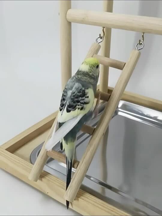 楽天市場】【3層設計】インコ 大型 バードアスレチック スタンド