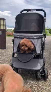 ネイビー 星模様 ペットカート ネイビー 星模様 ペットカート Amazon | シンセー