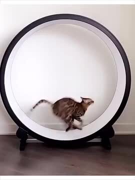 楽天市場】キャットホイール 猫 トレッドミル 猫ホイール 低騒音