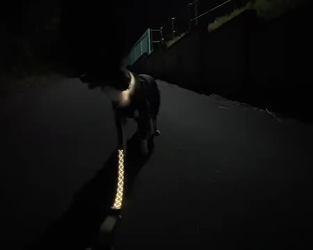 楽天市場】犬用 光るリード LED 充電式 夜散歩 犬 リード