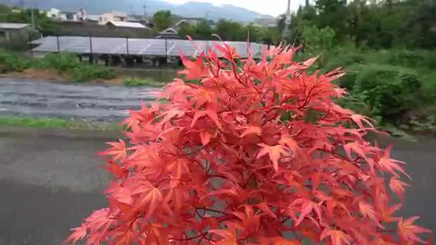 もみじ様　花デザ 花もみじ Momijiyama-Design (@87momiji_) · Tomakomai-shi