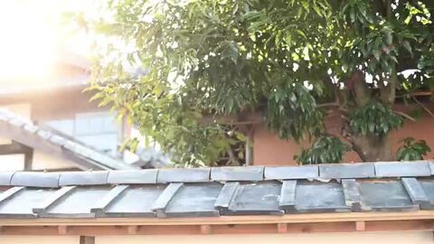 楽天市場】菜箸 食洗機対応 HASHIKURA SEASON01 取り箸 30cm お