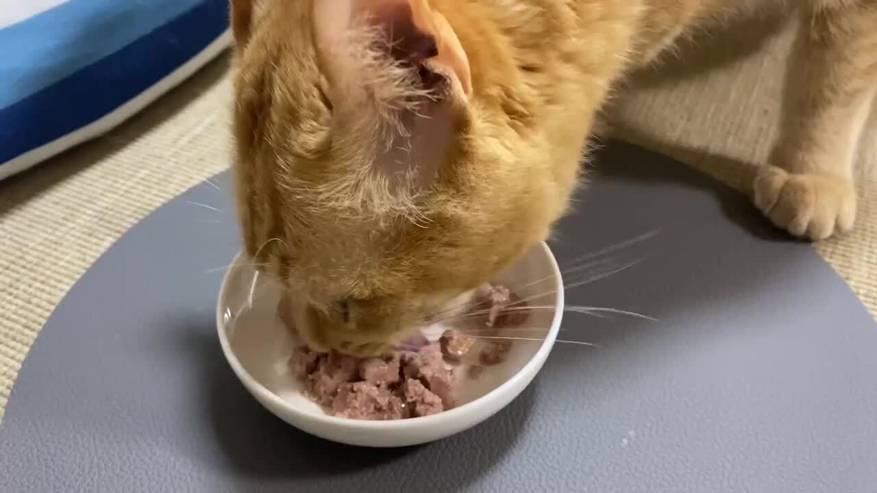 ✴︎送料込！✴︎フォムファインステン ムース サーモン・鳥 成猫用 85g フォムファインステン ムース サーモン・鳥 成猫用 85g (83032)