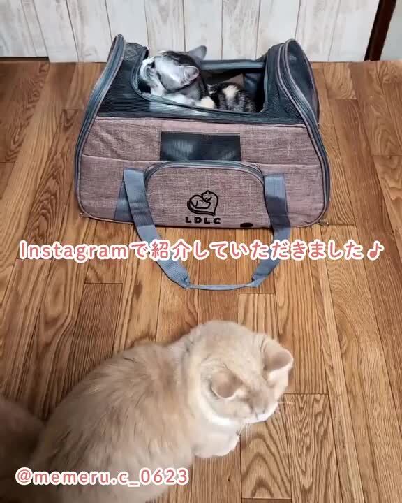 楽天市場】【8/20限定！全品5％オフクーポン】2WAY ペット