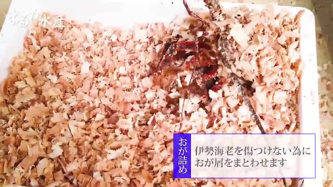 楽天市場】活伊勢海老 活きたまま発送 ちょっとワケあり 標準