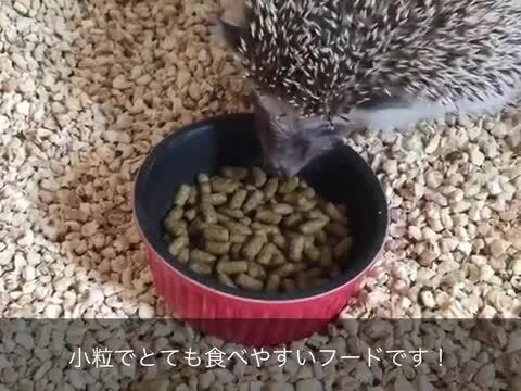 楽天市場】ニチドウ メディハリネズミ 300g : はりねずみんみん共和国