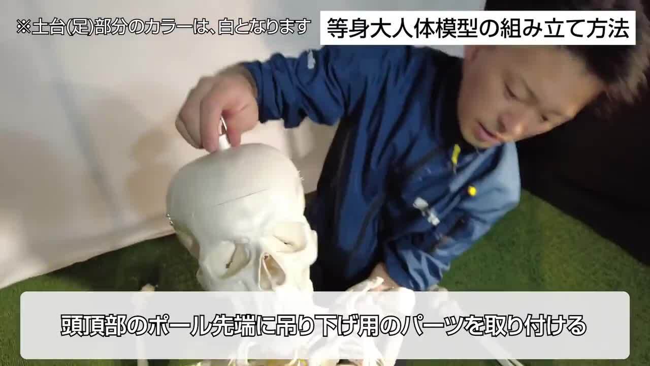 楽天市場】【国際規格認証品】等身大 人体模型 170cm 骨格標本