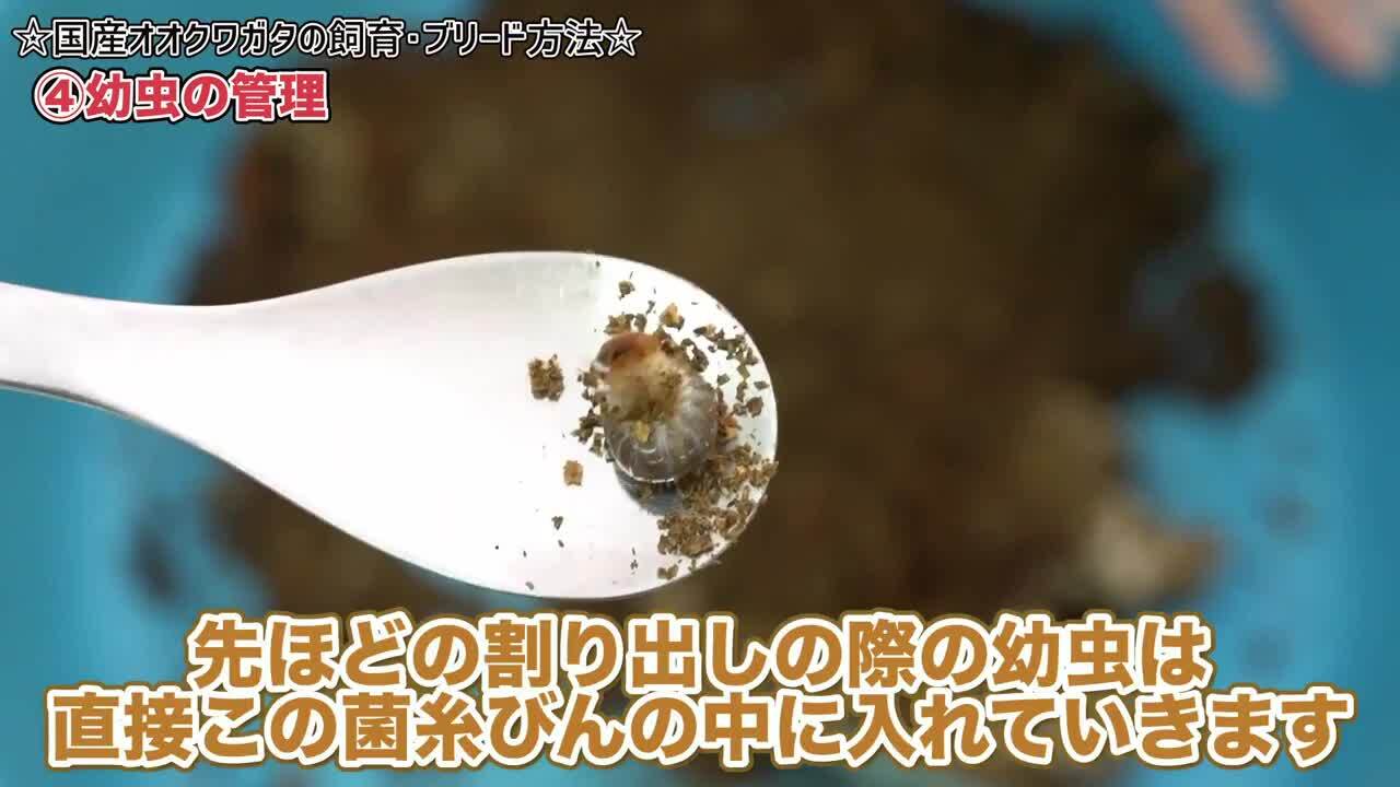 楽天市場】菌糸ビン入 初心者にオススメ国産オオクワガタ幼虫