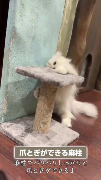 Add.Mate アドメイト 猫用タワー ロータイプタワー | ペティオ