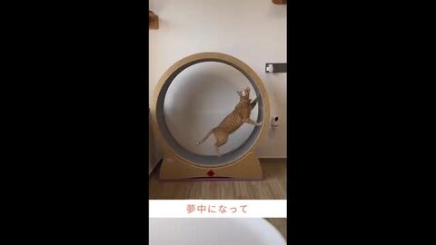 ⭐︎新品未使用【猫用おもちゃ】キャットホイール トレッドミル