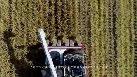 楽天市場】【販売休止中】もち米 玄米 30kg 送料無料 米 30kg