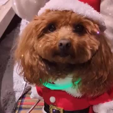 犬服☆ハンドメイド☆くすみピンク☆サンタさん柄ワンピース 犬の服 犬 冬服 ワンピース 【小型犬】 重ね着風 ピンク