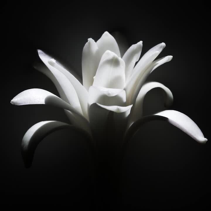 楽天市場】テュベルーズ ニュ オード パルファム スプレィ 50mL