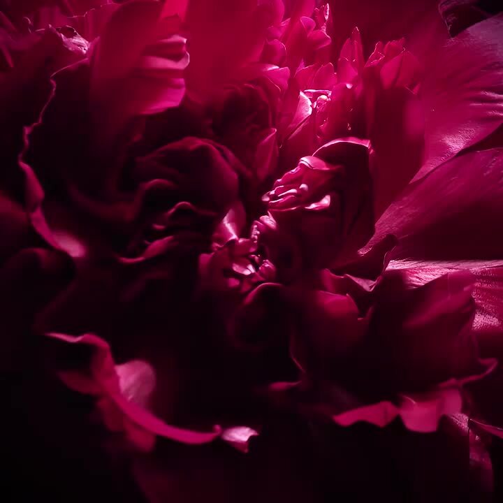 未開封❗BORNTOSTANDOOUT BURNT ROSES オードバルファム 第404夜 Burnt Roses - 千一夜香水物語