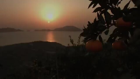 祝天皇●2.23●２箱Ｌ-1●長崎のあまーい、はるかみかん● 祝天皇○2.23○2箱L-1○長崎のあまーい、はるか