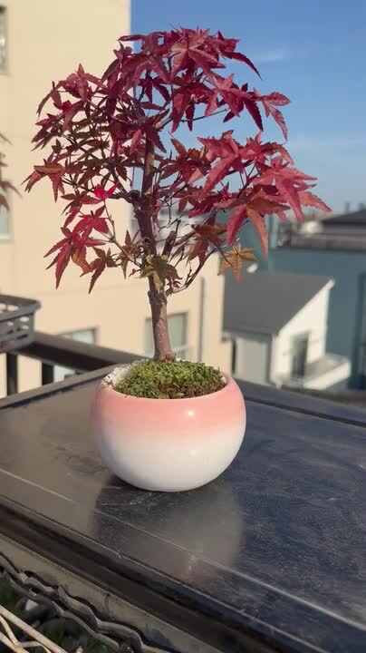 もみじ盆栽 　多幹 　黒鉢 　赤緑葉　｛真柏、五葉松、他｝ もみじ盆栽 多幹 黒鉢 赤緑葉 ｛真柏、五葉松、他｝