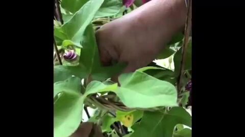 楽天市場】お中元 ギフト 花 朝顔 あさがお 曜白 朝顔 4種植え1