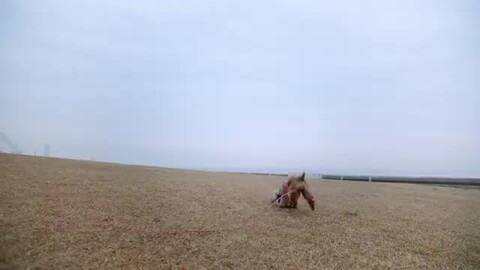楽天市場】ポイント最大10倍！7/19 20:00〜7/26 01:59まで｜公認